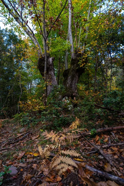 Vieux Châtaignier Dans Forêt Merlin Manlleu Catalonia — Photo