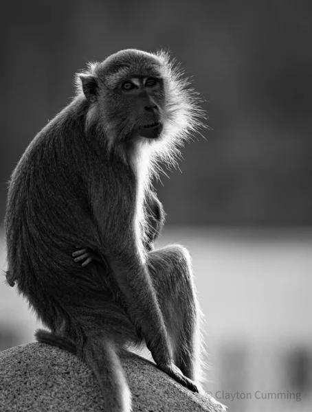 Eine Nahaufnahme Eines Niedlichen Schimpansen — Stockfoto
