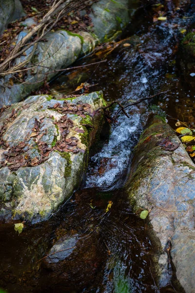 River Flowing Wet Forest Montseny Catalonia — Foto Stock