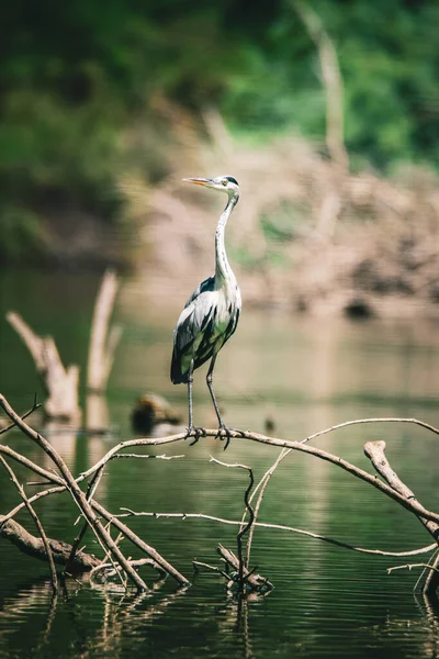 Gray Heron Leafless Twig Blurred Background Sunny Day — Stok fotoğraf