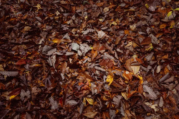 Folhas Secas Floresta Outono — Fotografia de Stock