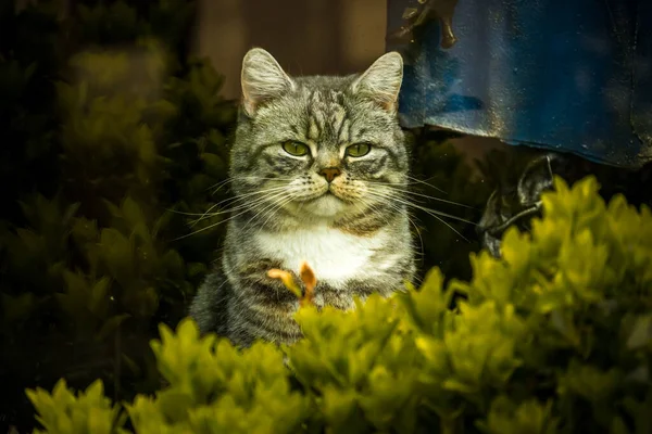 Кіт Саду — стокове фото