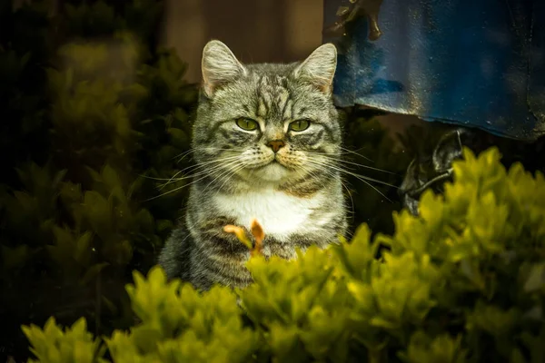 Bahçedeki Kedi — Stok fotoğraf