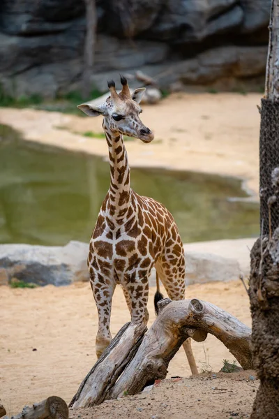 Selective Young Giraffe Barcelona Zoo — Photo