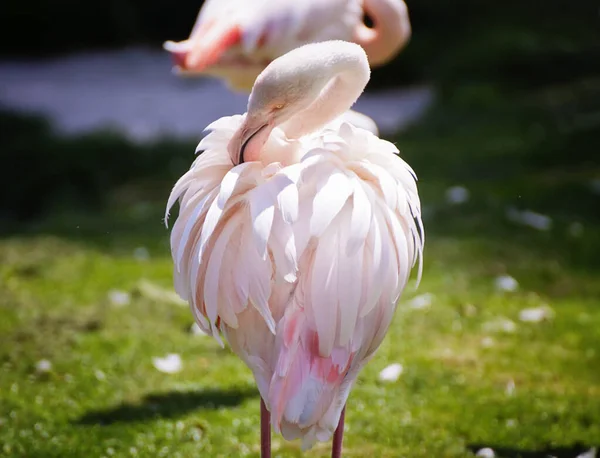 Pink Flamingo Zoo — Stock Photo, Image