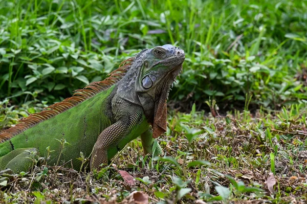 Iguana Verde Uma Árvore — Fotografia de Stock