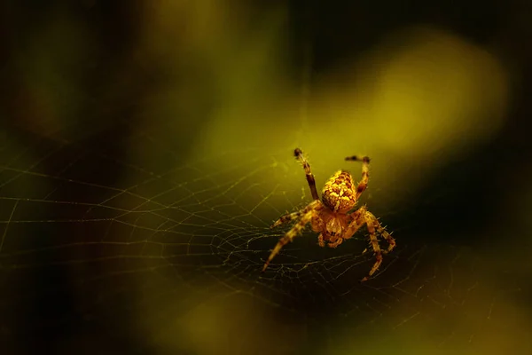 黒い背景のクモの巣 — ストック写真