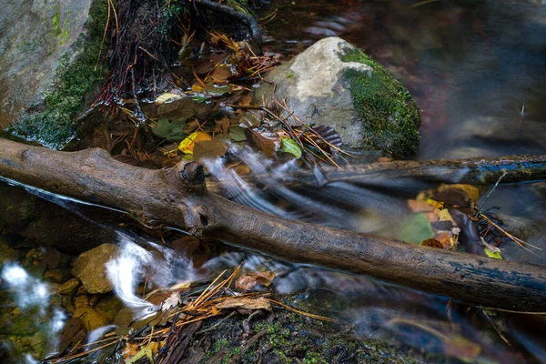 Ein Ast Fluss Einem Feuchten Wald Katalonien — Stockfoto