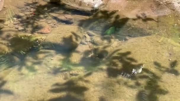 Underwater Landscape Park Water Drops — Stockvideo