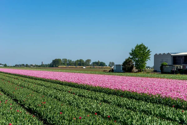 네덜란드 2018 열차가 배경에 핑크와 보라색 — 스톡 사진
