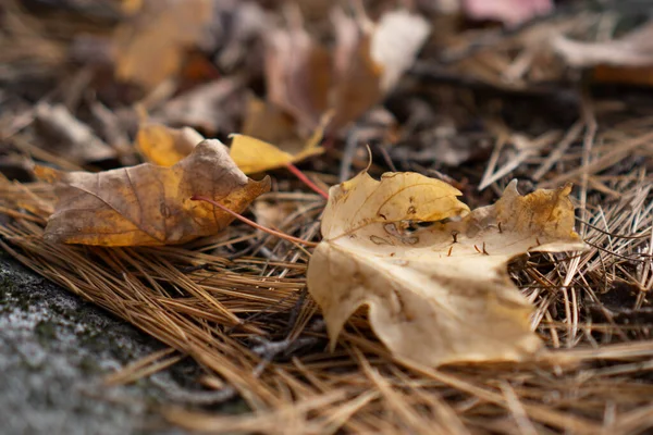 Close Folhas Secas Amarelas Caídas Chão Outono Durante Dia — Fotografia de Stock