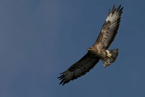 一只美丽的秃鹰在天空中飞翔 — 图库照片
