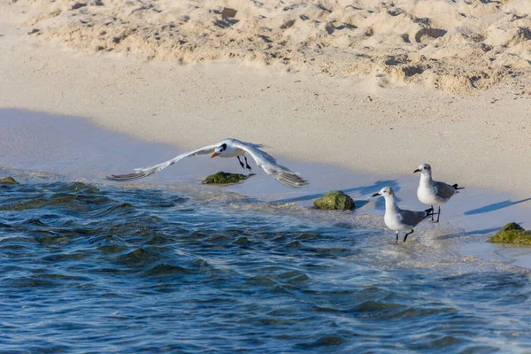 Seagulls Sea Beach — Stock Photo, Image