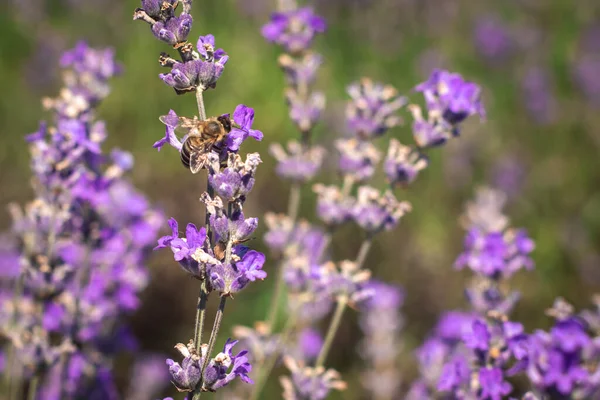 Gran Campo Púrpura Lavanda Flor Medicinal Durante Día —  Fotos de Stock