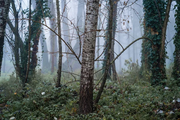 Ametlla Del Valles Erdő Egy Ködös Reggelen — Stock Fotó