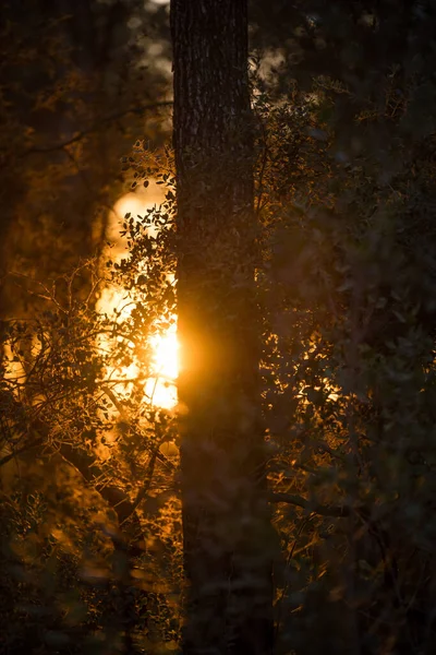 Selektivní Stromová Kůra Při Západu Slunce Lese Ametlla Del Valles — Stock fotografie