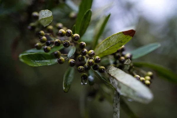 Une Sélection Baies Sauvages Sur Buisson — Photo