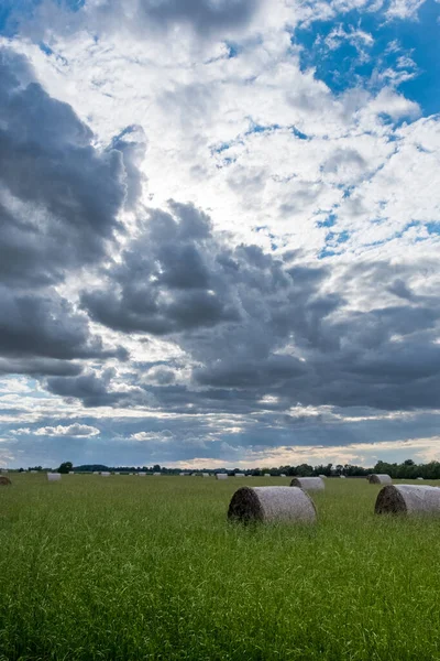 Prachtig Landschap Met Een Veld Van Groen Gras — Stockfoto