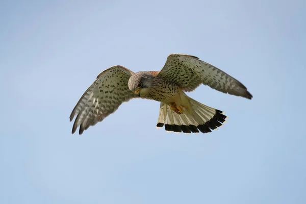 Belo Pássaro Voando Céu — Fotografia de Stock