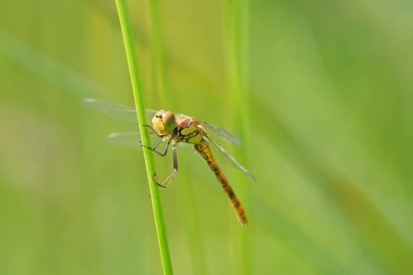 Libélula Sobre Una Hoja Verde —  Fotos de Stock