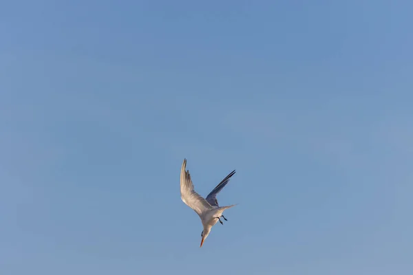 Una Gaviota Volando Sobre Cielo Azul —  Fotos de Stock