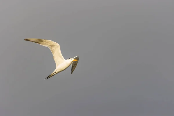 Een Meeuw Die Blauwe Lucht Vliegt — Stockfoto