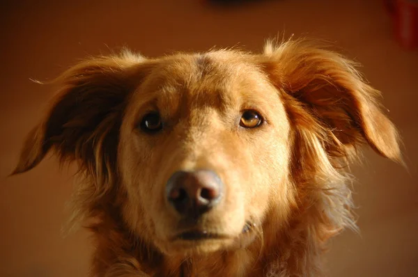 Πορτρέτο Ενός Χαριτωμένου Σκύλου — Φωτογραφία Αρχείου