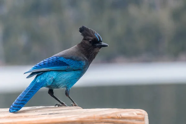 Pájaro Sentado Suelo — Foto de Stock