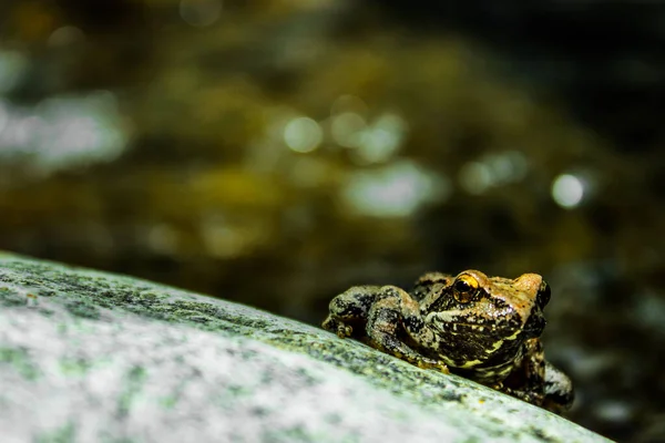 배경의 개구리 — 스톡 사진