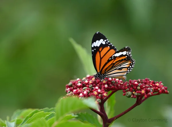 Beautiful Butterfly Flower — Stock Photo, Image