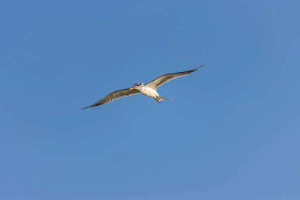 Une Mouette Survolant Ciel Bleu — Photo