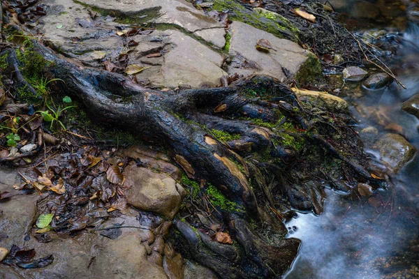 River Flowing Wet Forest Catalonia — Photo