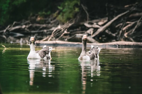 Beautiful View Two Graylag Geese Anser Anser Floating Lake — Stok fotoğraf