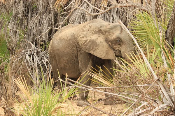 Elefante Africano Caminhando Floresta Botswana — Fotografia de Stock