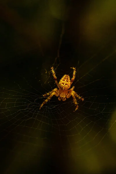 배경에 거미줄 — 스톡 사진