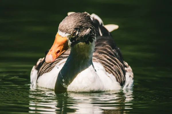 Die See Schwimmende Graugans Anser Anser — Stockfoto