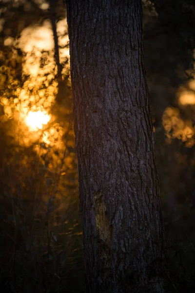 Selektivní Stromová Kůra Při Západu Slunce Lese Ametlla Del Valles — Stock fotografie