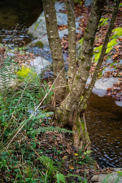 Selektywne Drzewo Nad Rzeką Wilgotnym Lesie Montseny Katalonia — Zdjęcie stockowe