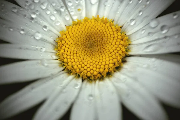Όμορφο Λουλούδι Μαργαρίτα Στον Κήπο — Φωτογραφία Αρχείου