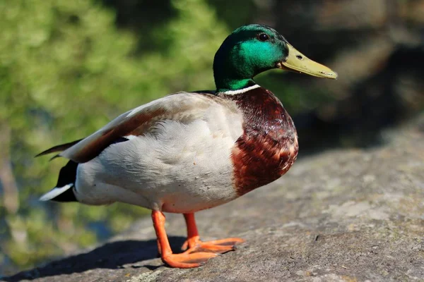 Canard Sur Lac — Photo