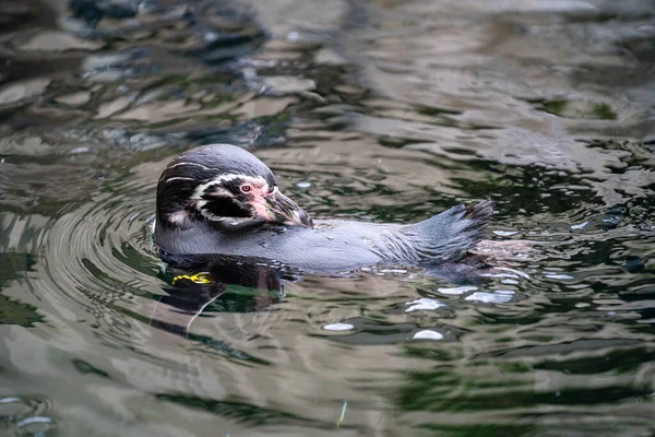 Großaufnahme Eines Magellanpinguins Spheniscus Magellanicus Der Einem Teich Zoo Von — Stockfoto