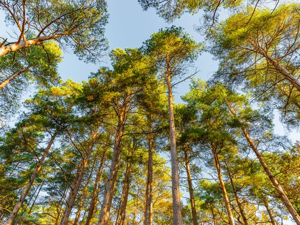 의나무 가지들 — 스톡 사진
