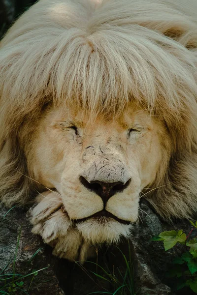 Löwe Zoo — Stockfoto