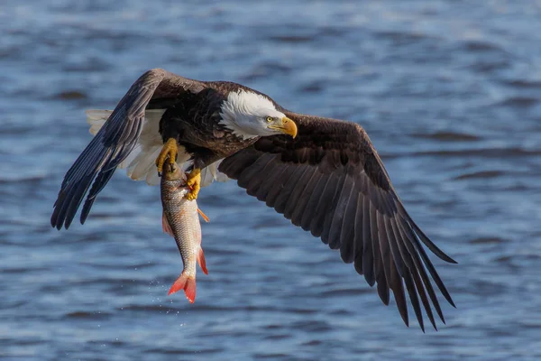 大きなペリカンが空を飛んでいます — ストック写真