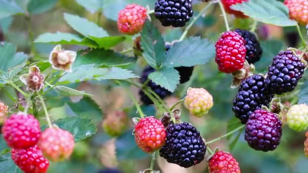 Ripe Red Green Leaves Bush Garden — Stock video