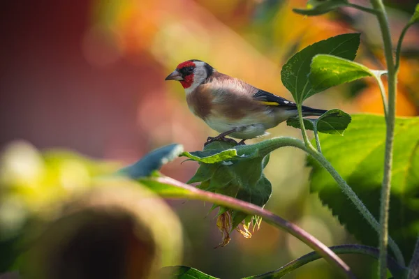 花园里的金翅雀或金翅雀在寻找向日葵的照片 秋天金翅雀 金翅雀 的肖像 — 图库照片