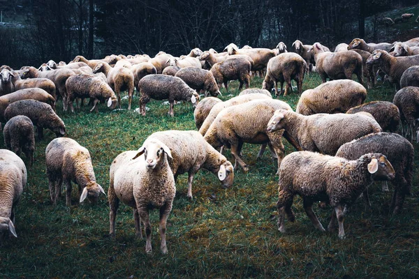 群羊在草地上 — 图库照片