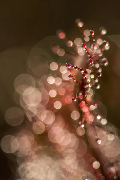 Sundew Flower Close Drosera Intermedia — Stock Photo, Image