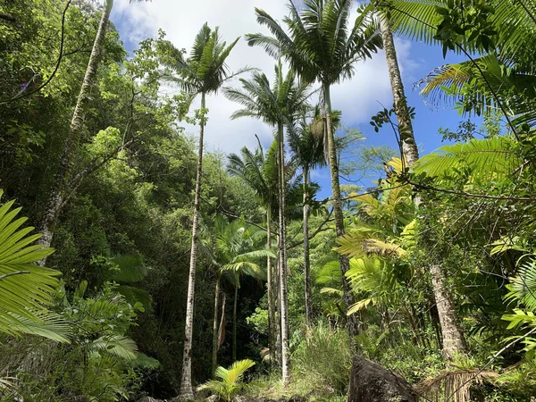 Una Escena Tropical Con Palmeras Altas Oahu Hawaii —  Fotos de Stock