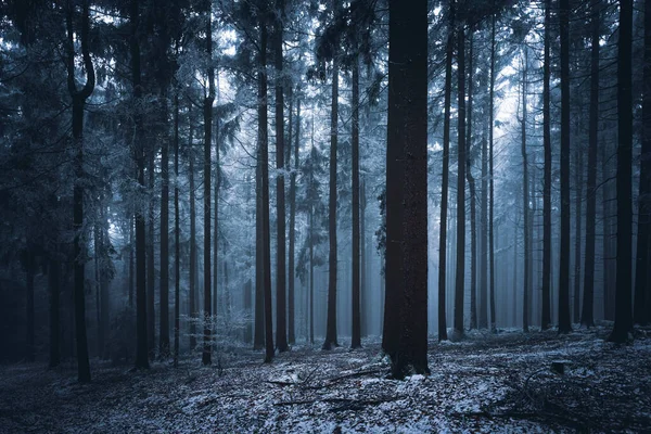 Wald Bayern Winter Mit Blauem Nebel Abend Mit Nebel Und —  Fotos de Stock